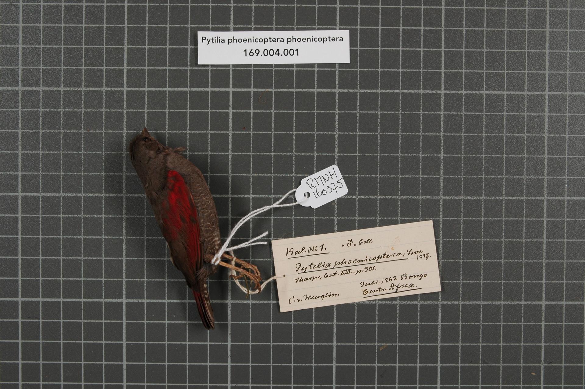 astrild rudokřídlý