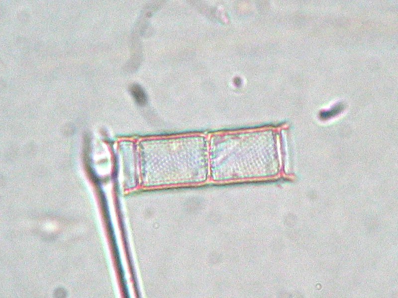 Aulacoseira ambigua
