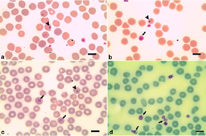 Babesia motasi