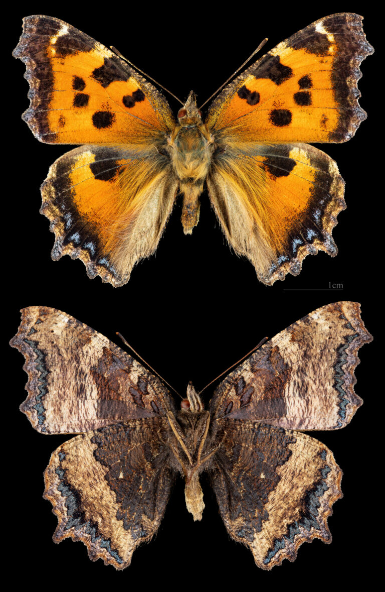 babočka vrbová (Nymphalis xanthomelas)