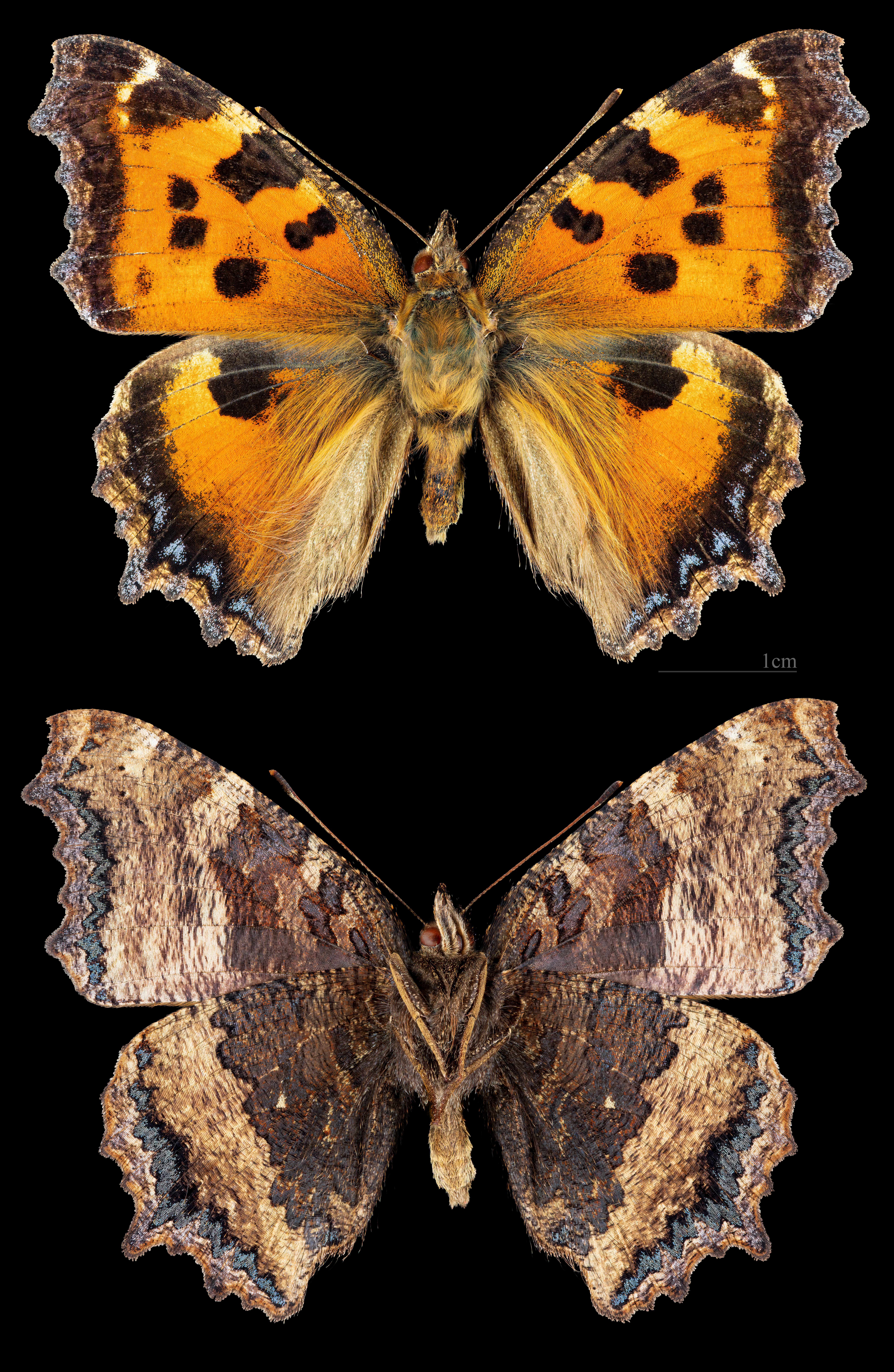 babočka vrbová (Nymphalis xanthomelas)