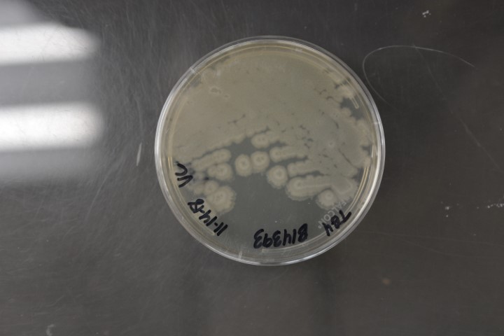Bacillus amyloliquefaciens