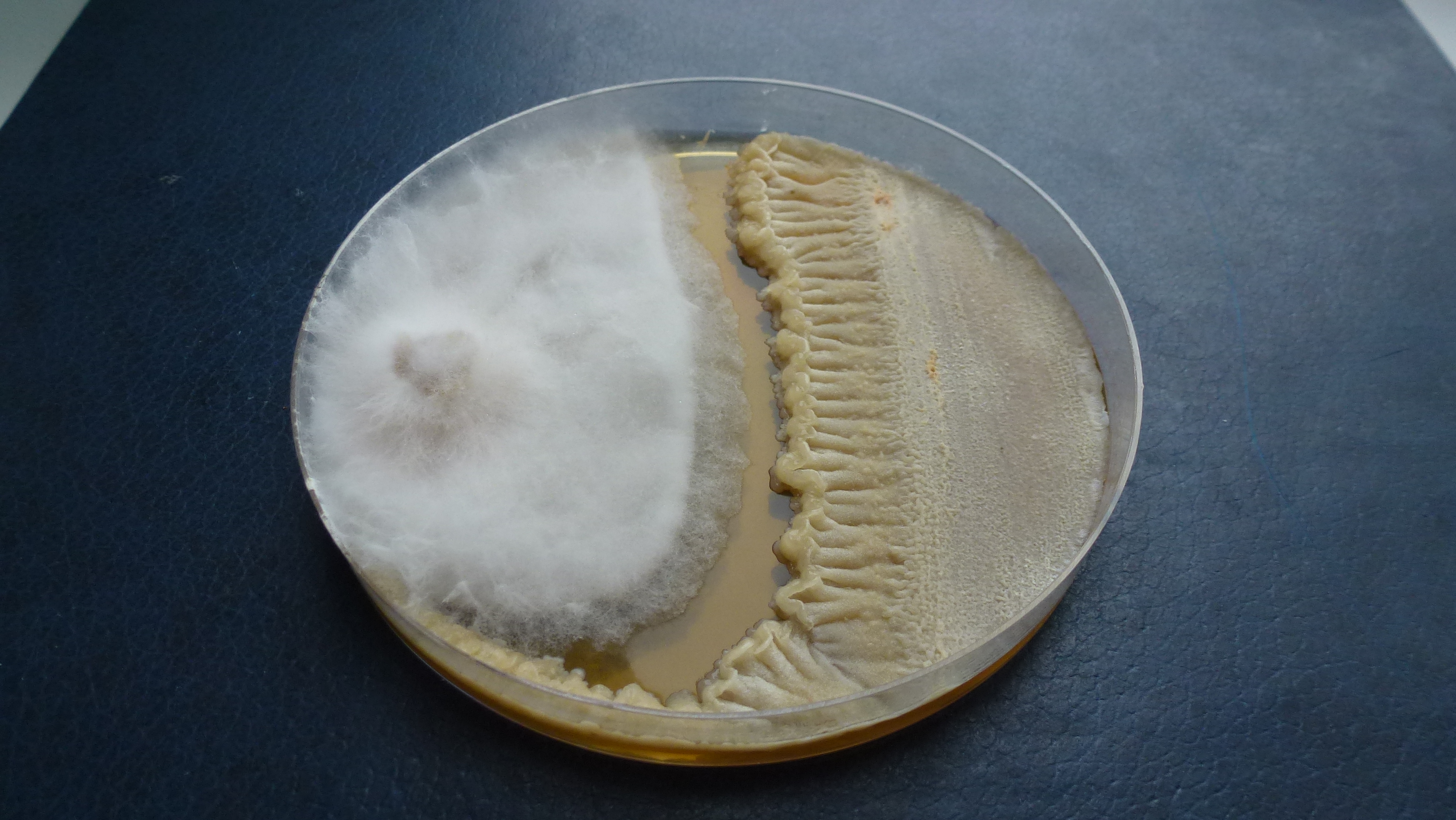 Bacillus velezensis