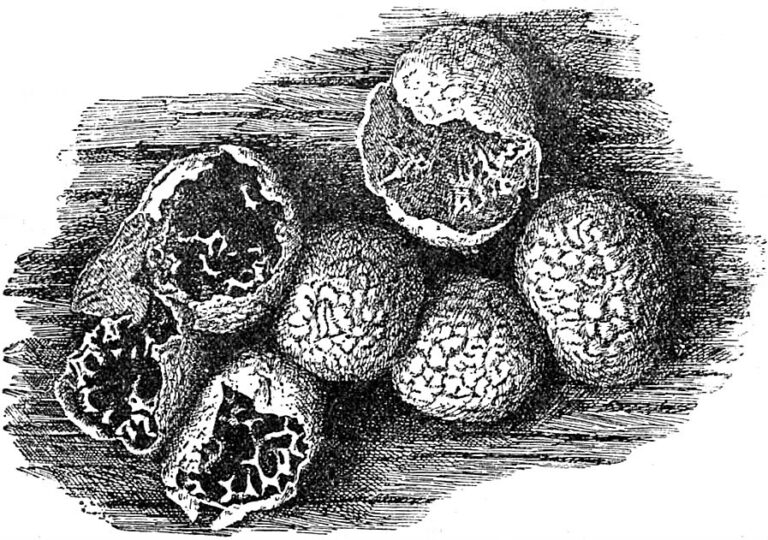Badhamia panicea
