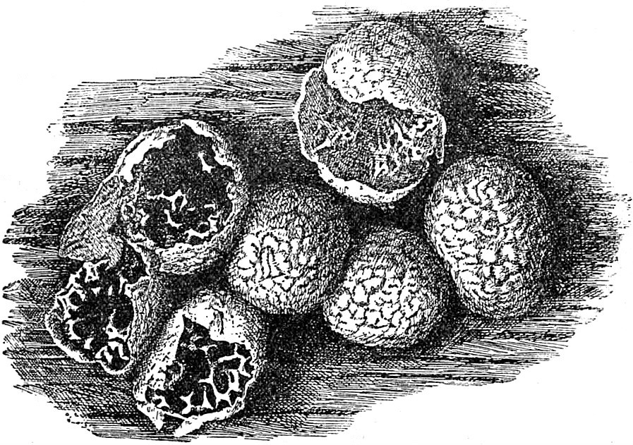 Badhamia panicea