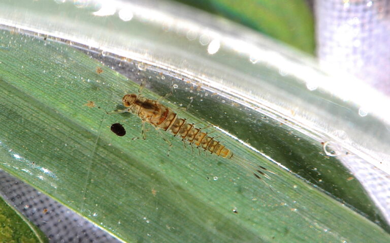 Baetis flavistriga