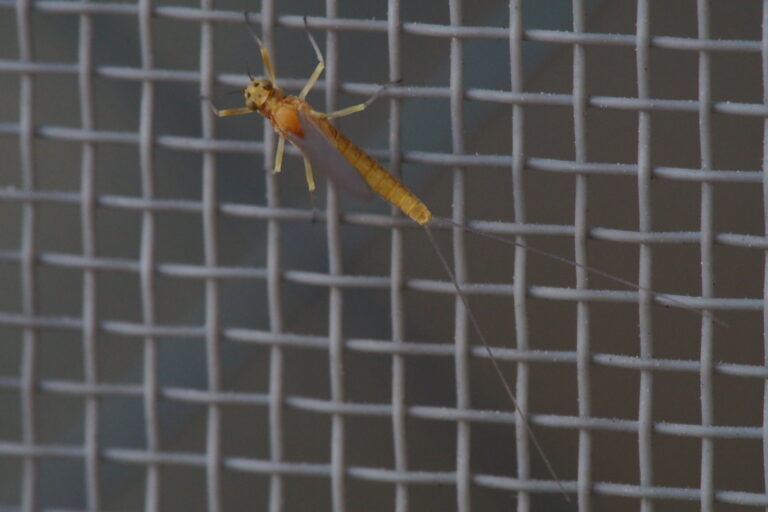 Baetis sahoensis