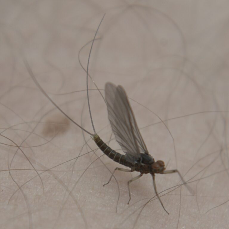 Baetis tricaudatus