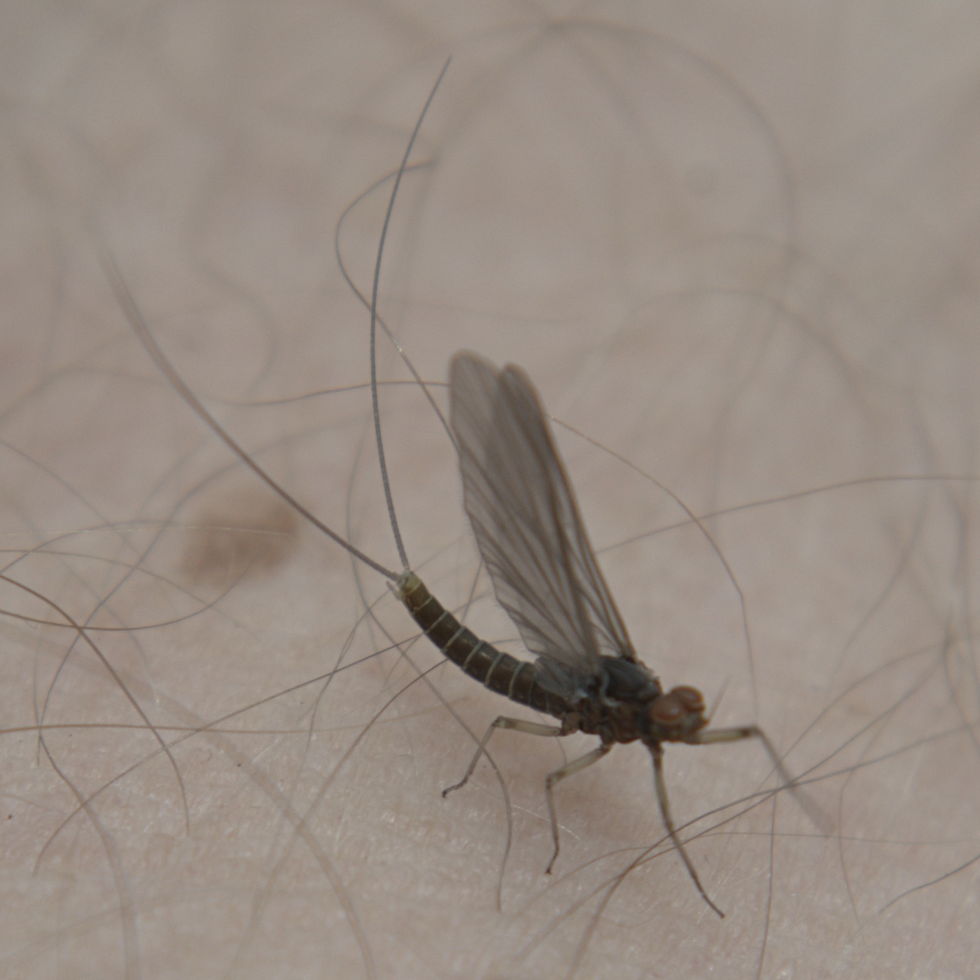 Baetis tricaudatus