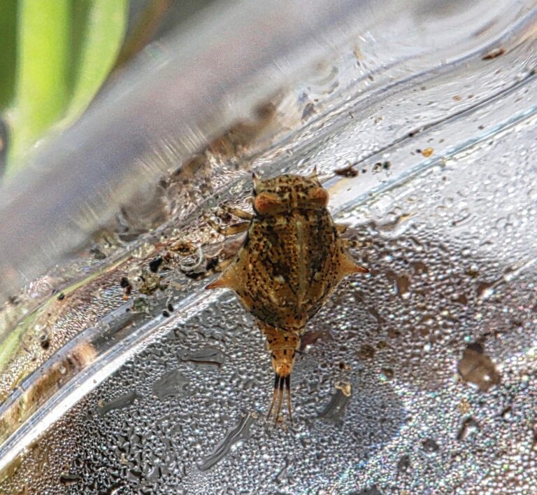 Baetisca berneri
