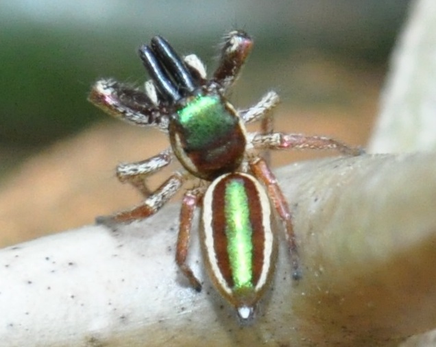 Bagheera kiplingi (Bagheera kiplingi)