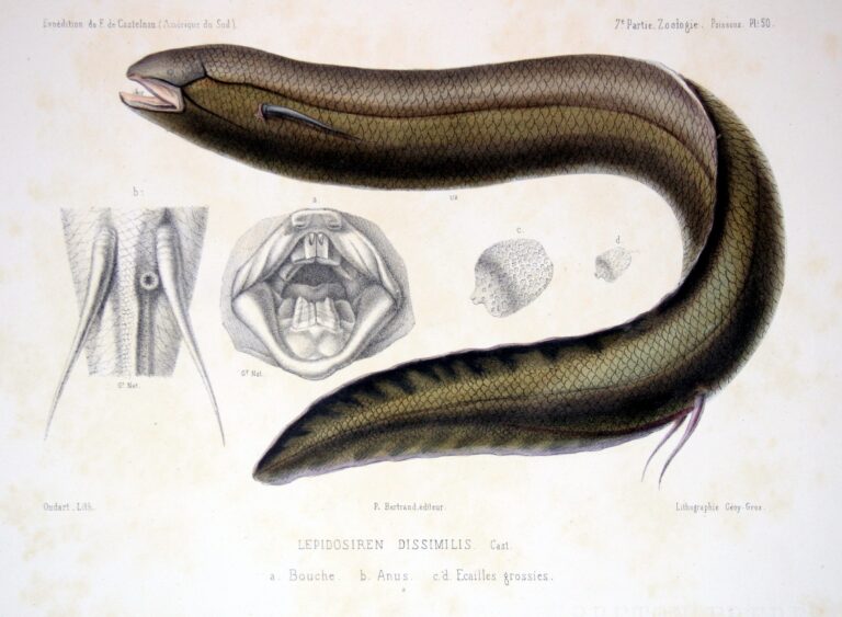 bahník americký (Lepidosiren paradoxa)