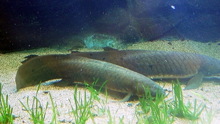 bahník australský (Neoceratodus forsteri)