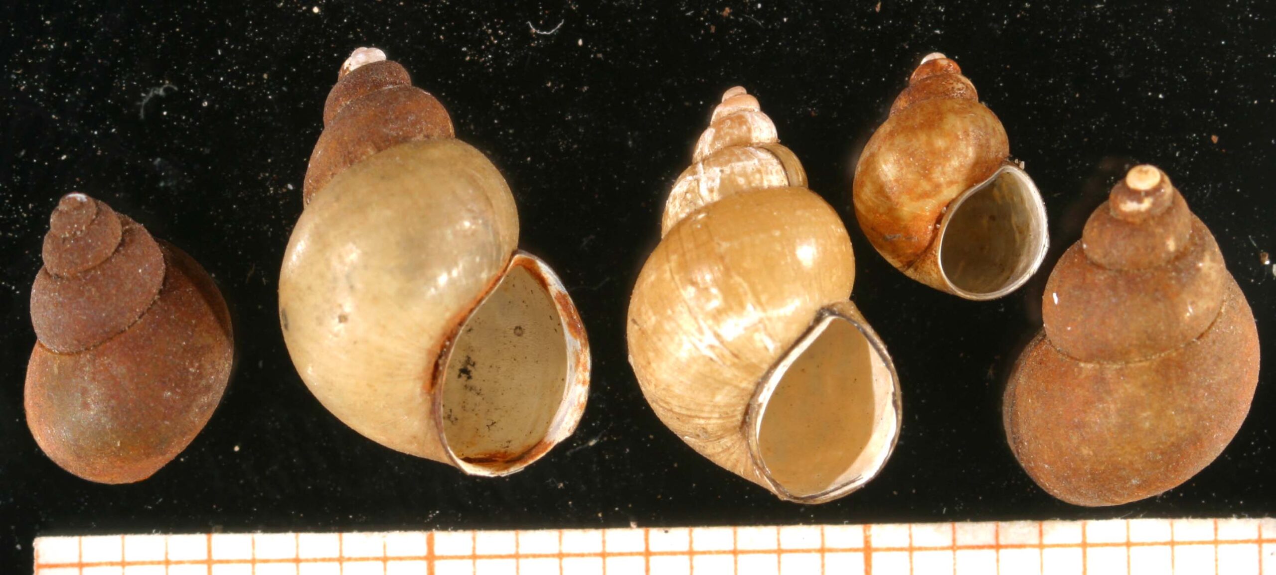bahnivka rmutná (Bithynia tentaculata)