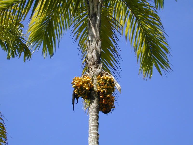 baktris broskvová (Bactris gasipaes)