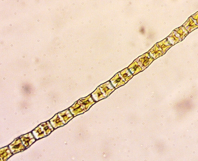 Bambusina borreri