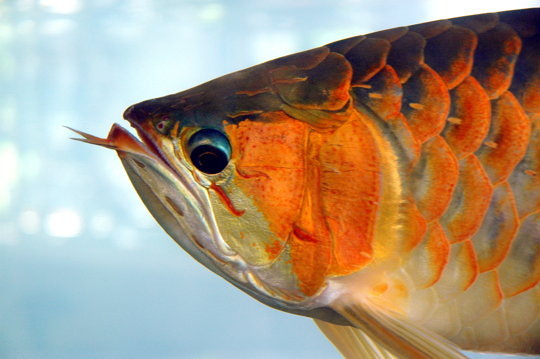 baramundi malajský (Scleropages formosus)