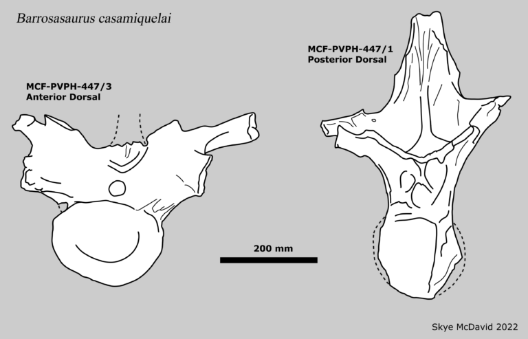 Barrosasaurus Barrosasaurus