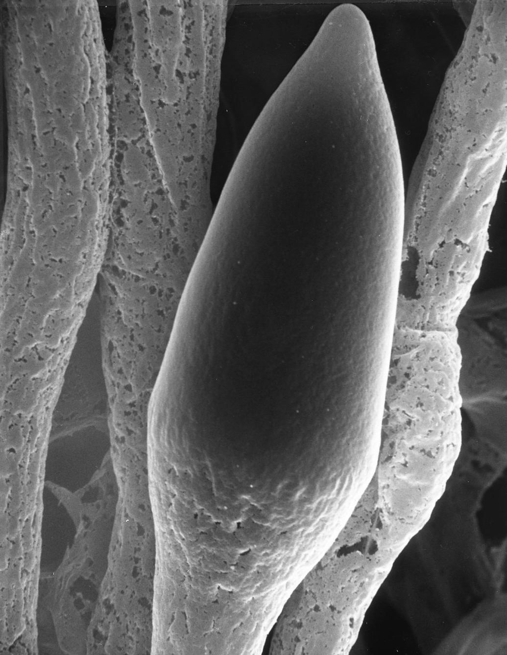 Basidiobolus ranarum