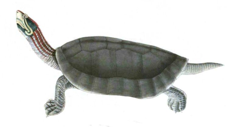 batagur kachuga