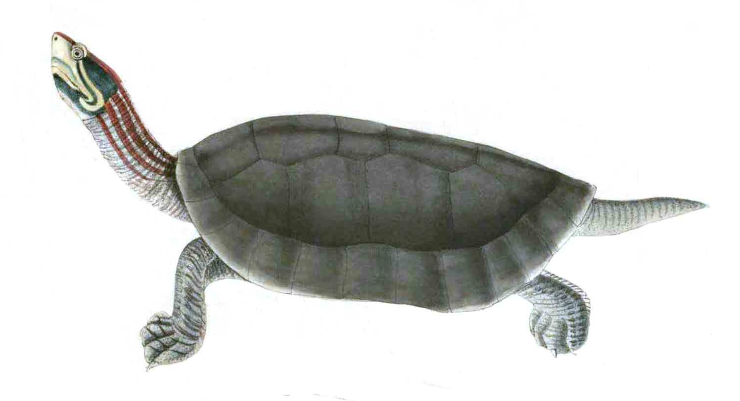 batagur kachuga