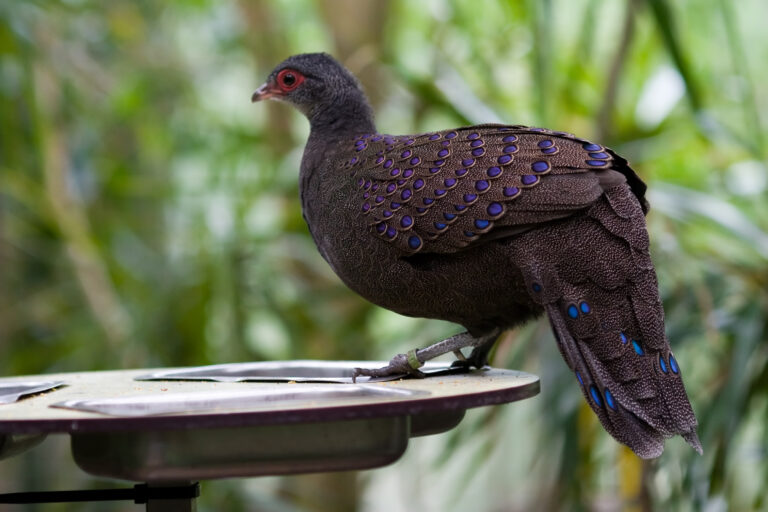 bažant bělolící (Polyplectron germaini)
