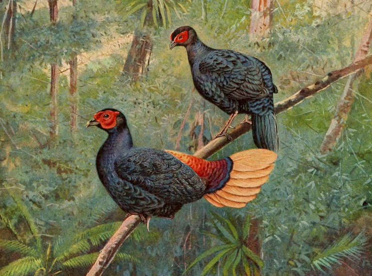 bažant červenolící (Lophura erythrophthalma)