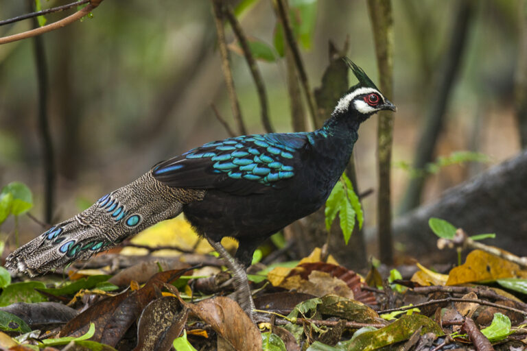 bažant palawanský (Polyplectron napoleonis)
