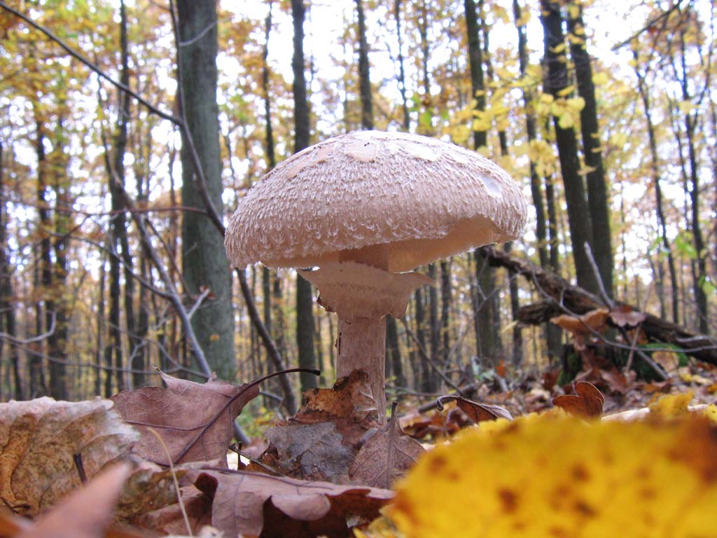 bedla dívčí (Leucoagaricus nympharum)