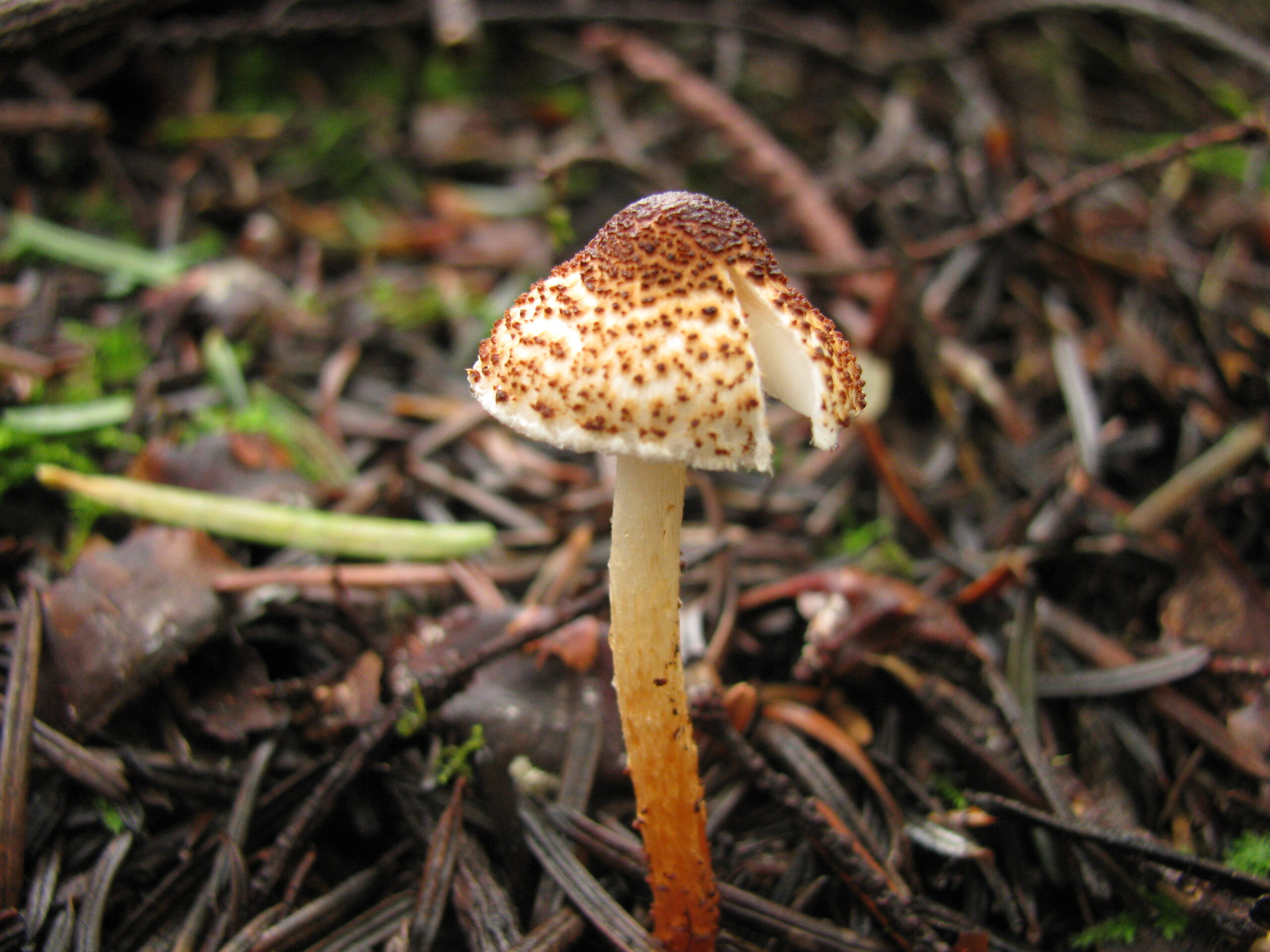 bedla kaštanová (Lepiota castanea)