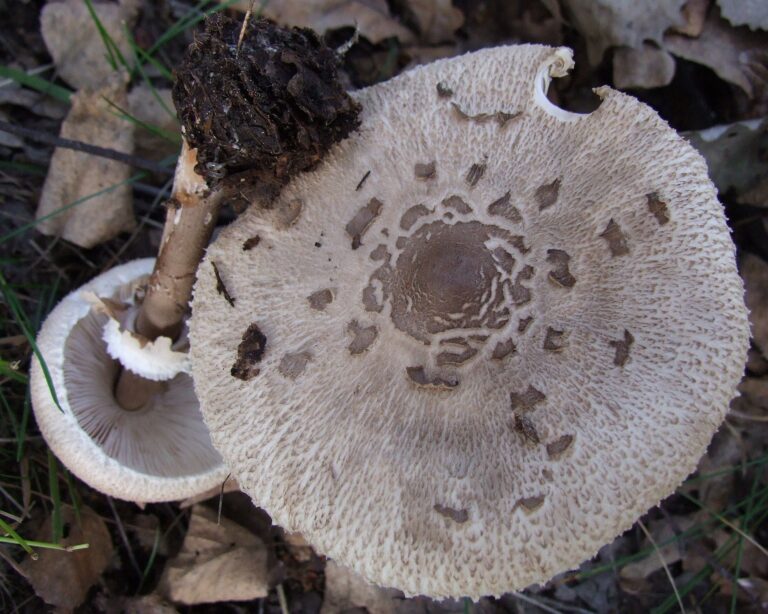 bedla Konradova (Macrolepiota konradii)
