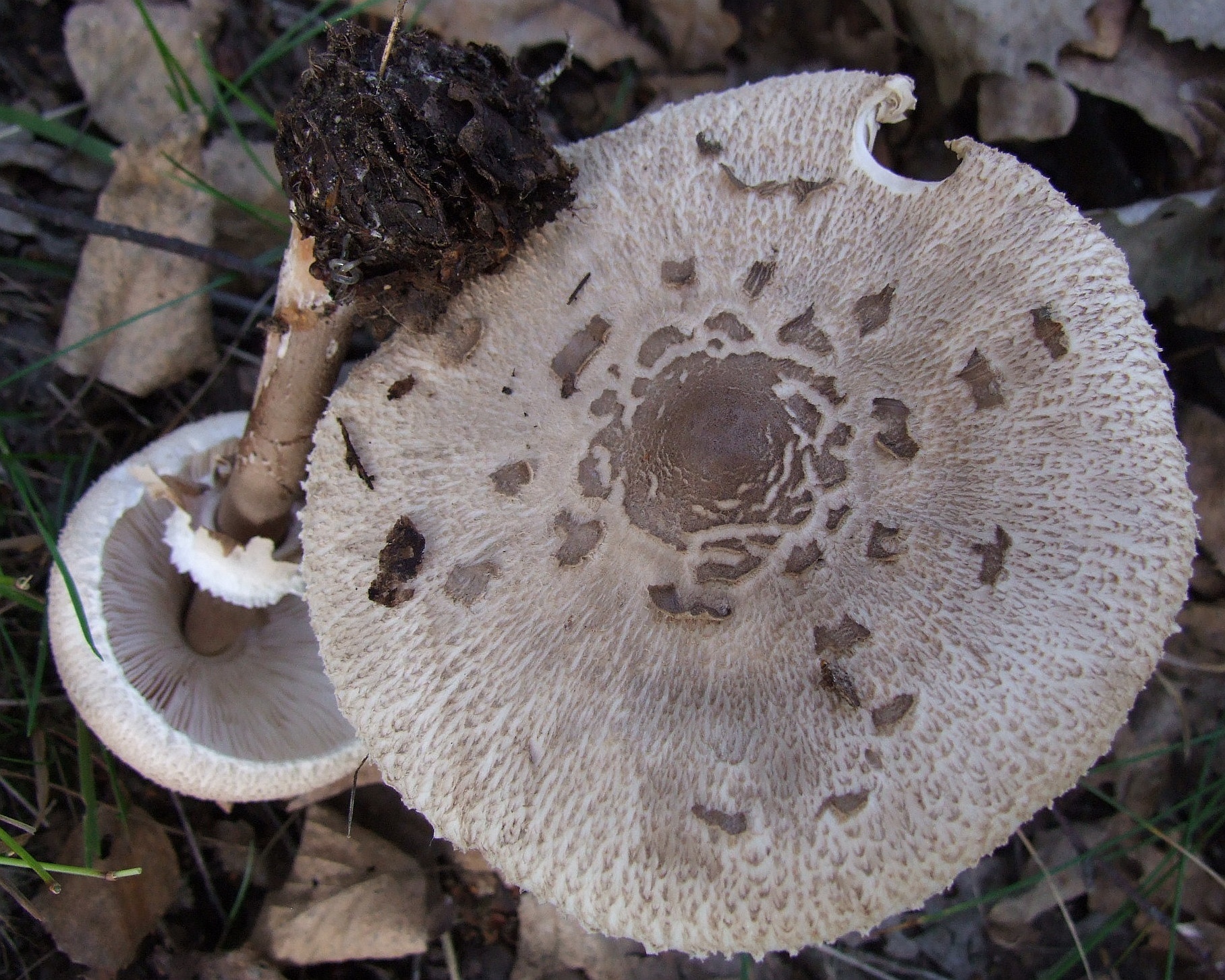 bedla Konradova (Macrolepiota konradii)