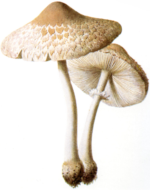 bedla odřená (Macrolepiota excoriata)