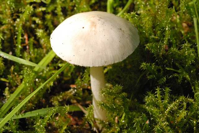 bedla polonahá (Cystolepiota seminuda)