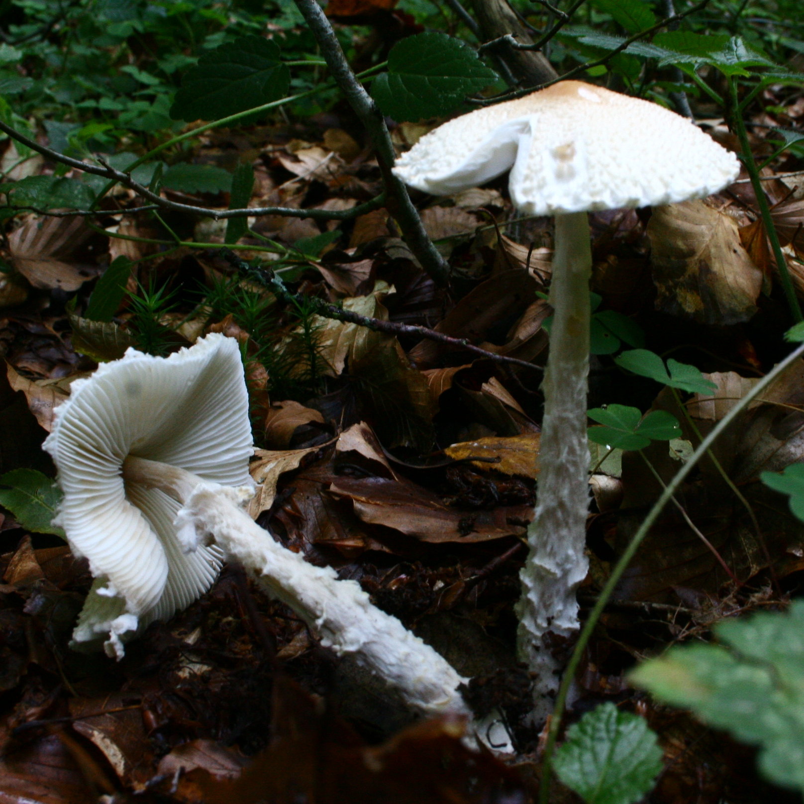 bedla vlnatá (Lepiota clypeolaria)