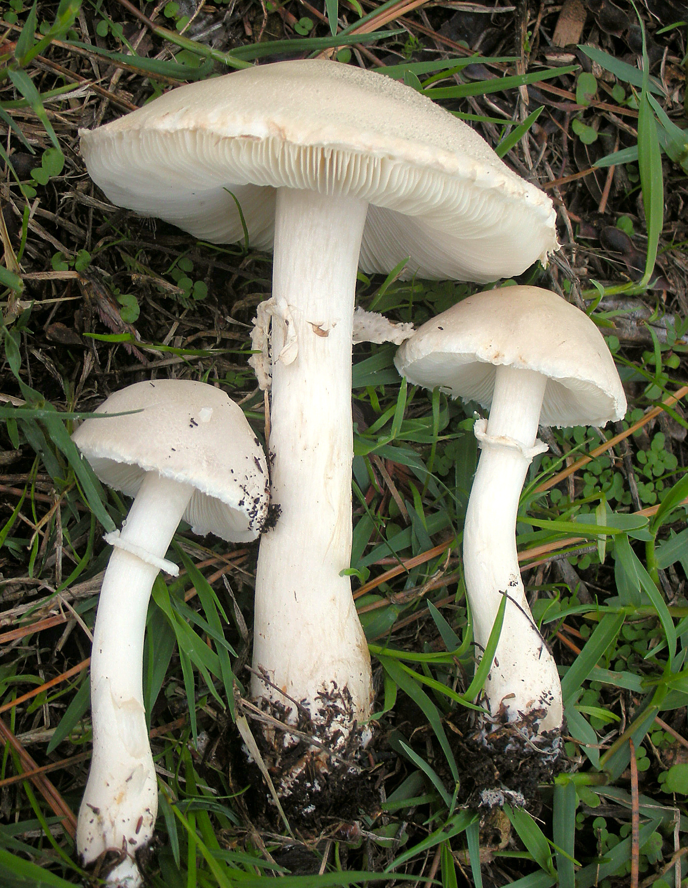 bedla zardělá (Leucoagaricus leucothites)