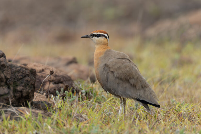 běhulík rezavoprsý (Cursorius coromandelicus)
