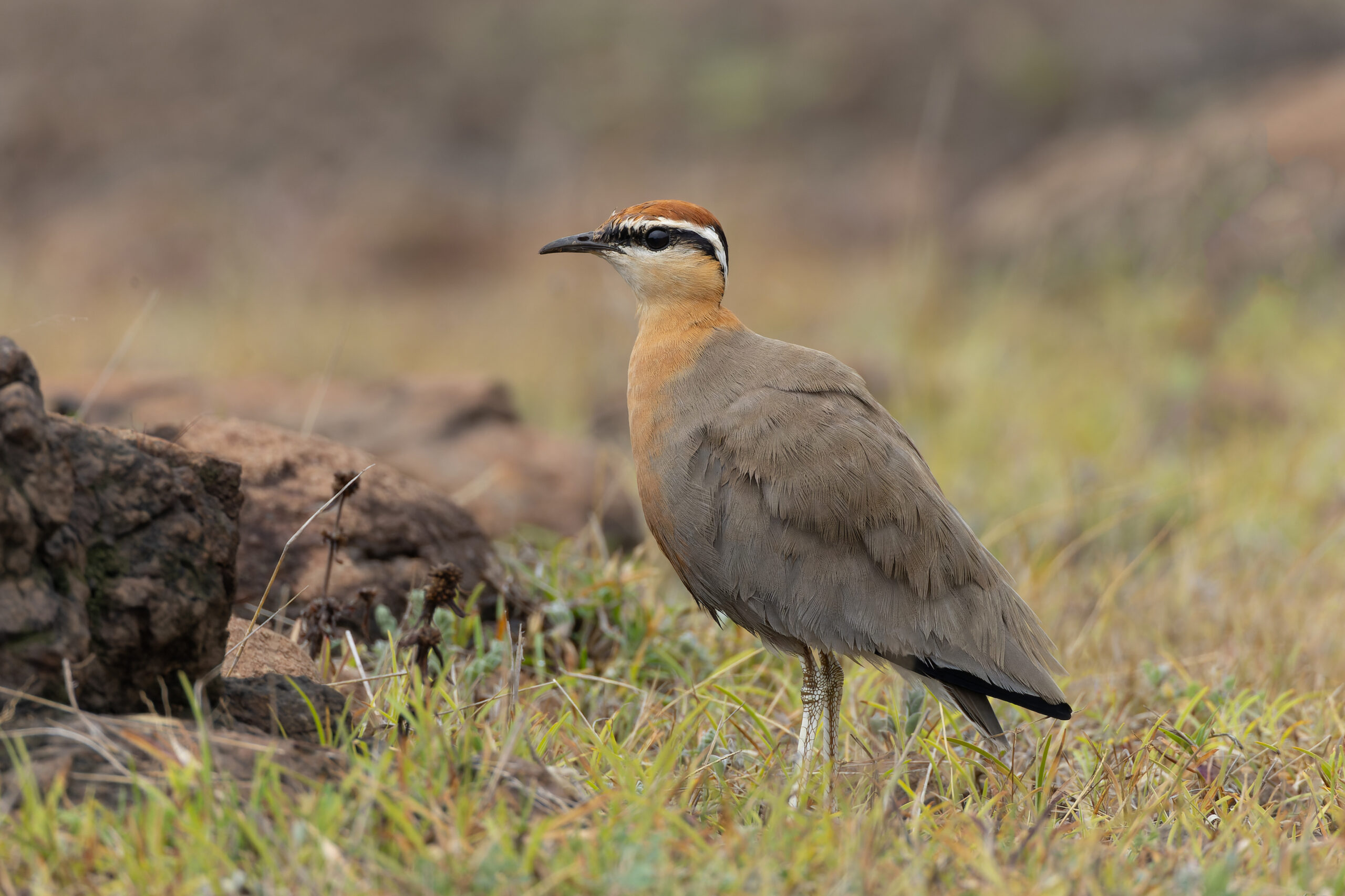 běhulík rezavoprsý (Cursorius coromandelicus)