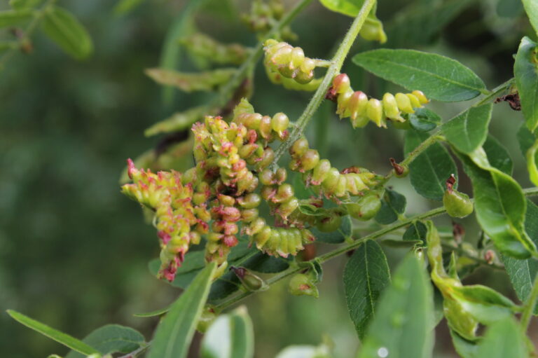 bejlomorka dřezovcová (Dasineura gleditchiae)