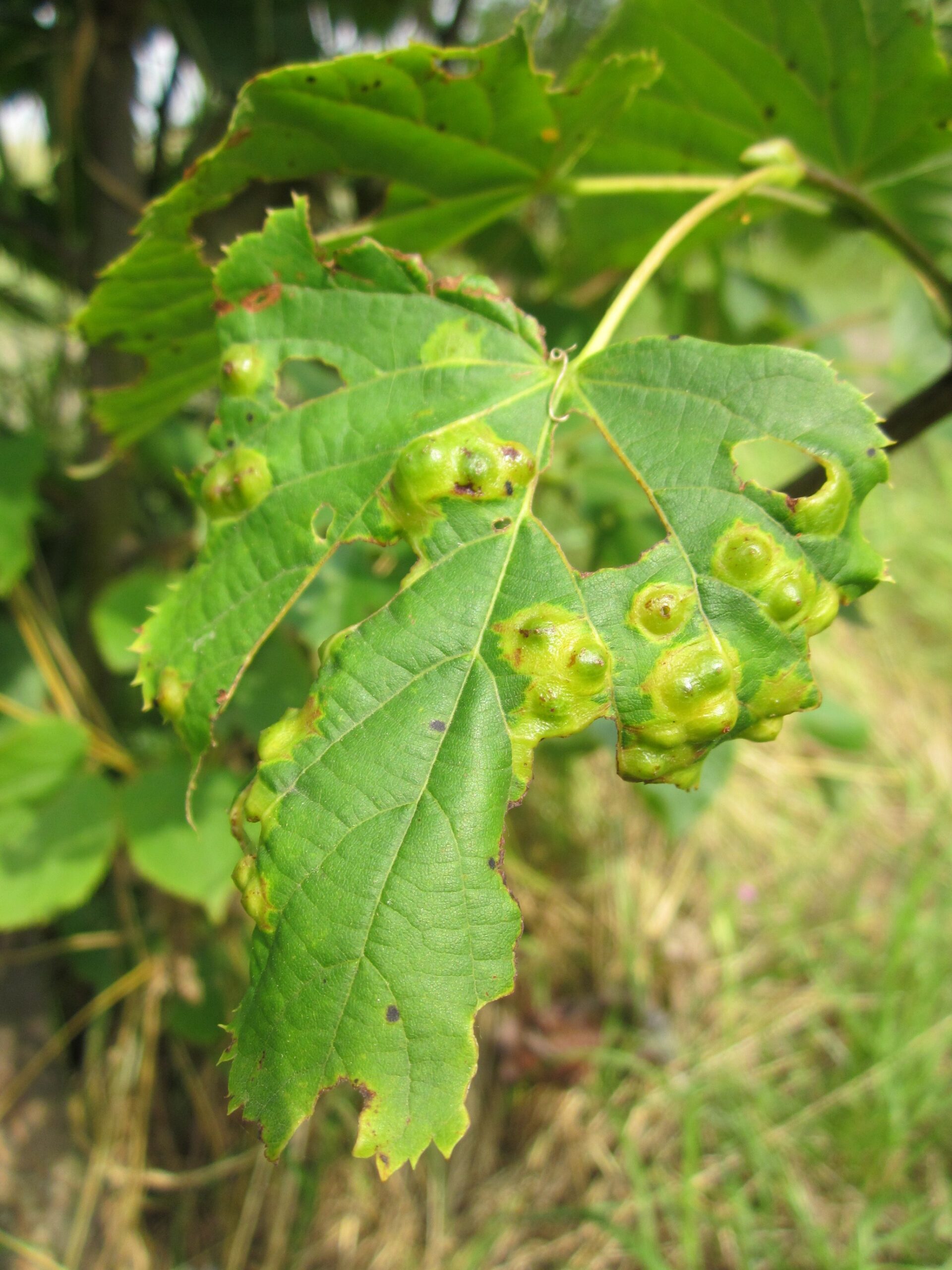 bejlomorka lipová (Didymomyia tiliacea)