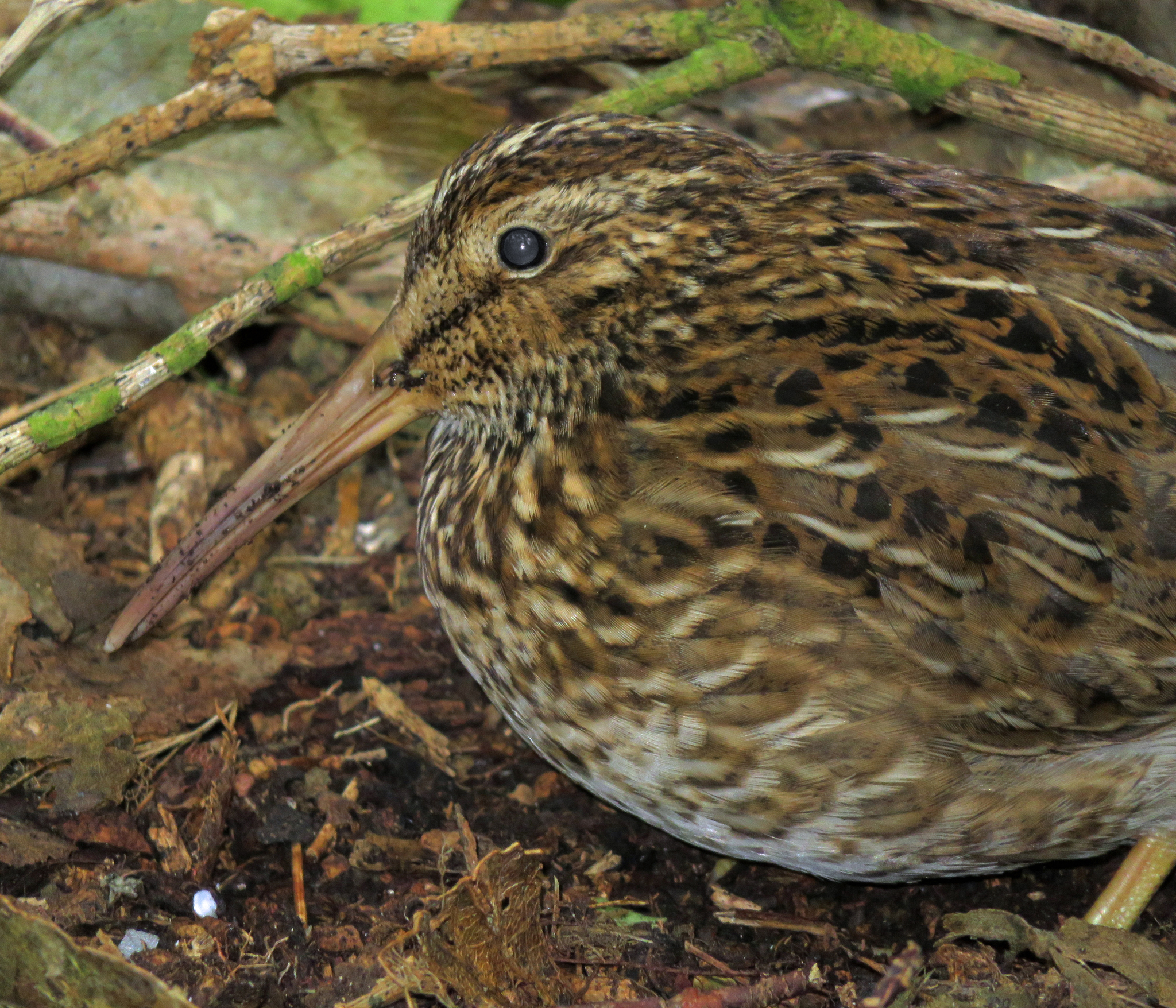 bekasina chathamská (Coenocorypha pusilla)