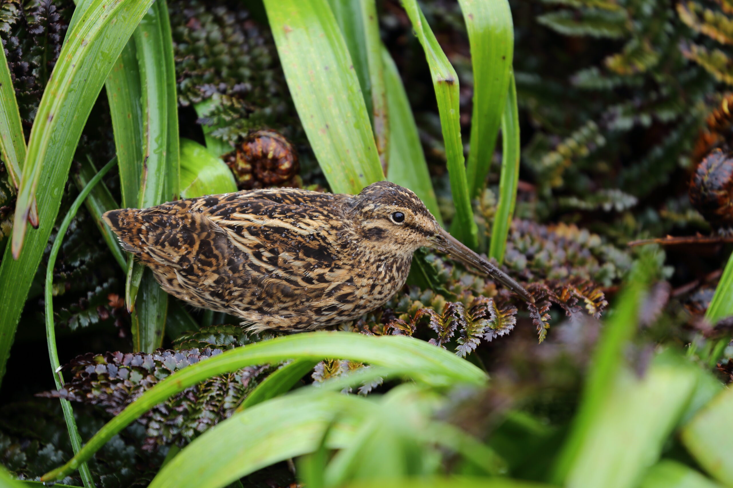 bekasina malá (Coenocorypha aucklandica)