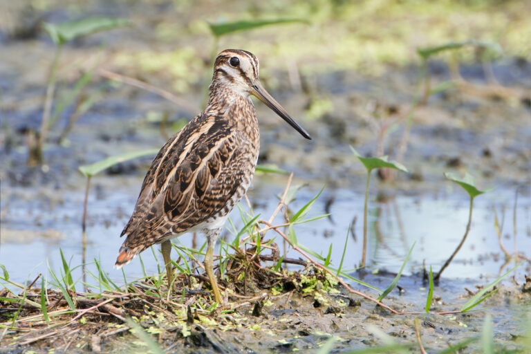 bekasina sibiřská bekasina sibiřská (Gallinago stenura)