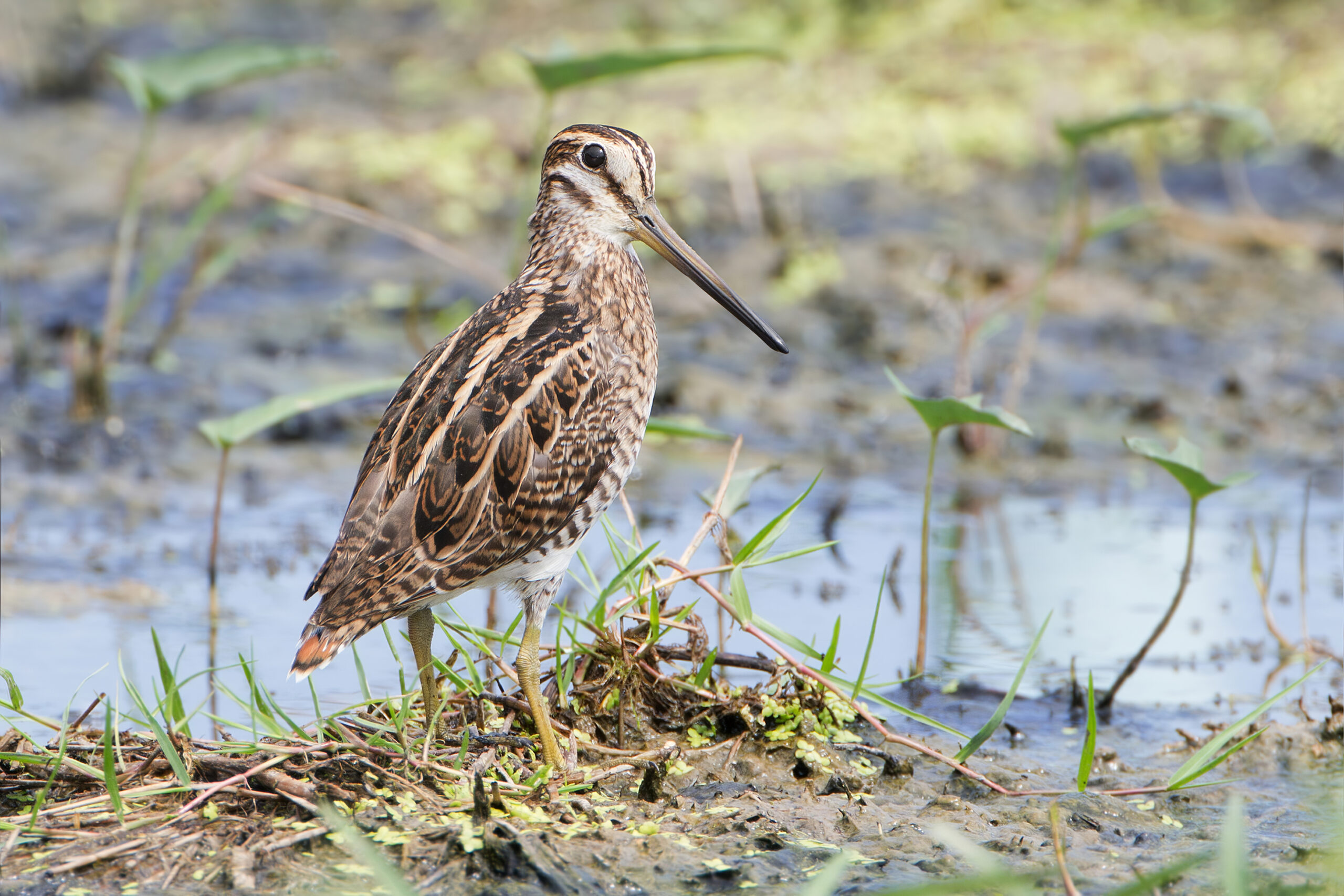bekasina sibiřská (Gallinago stenura)