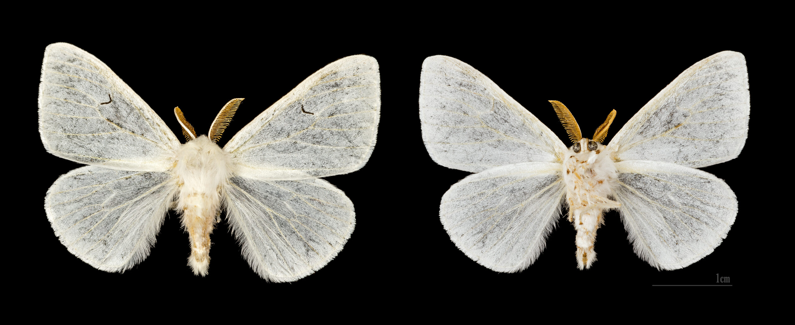 bekyně černé L (Arctornis l-nigrum)