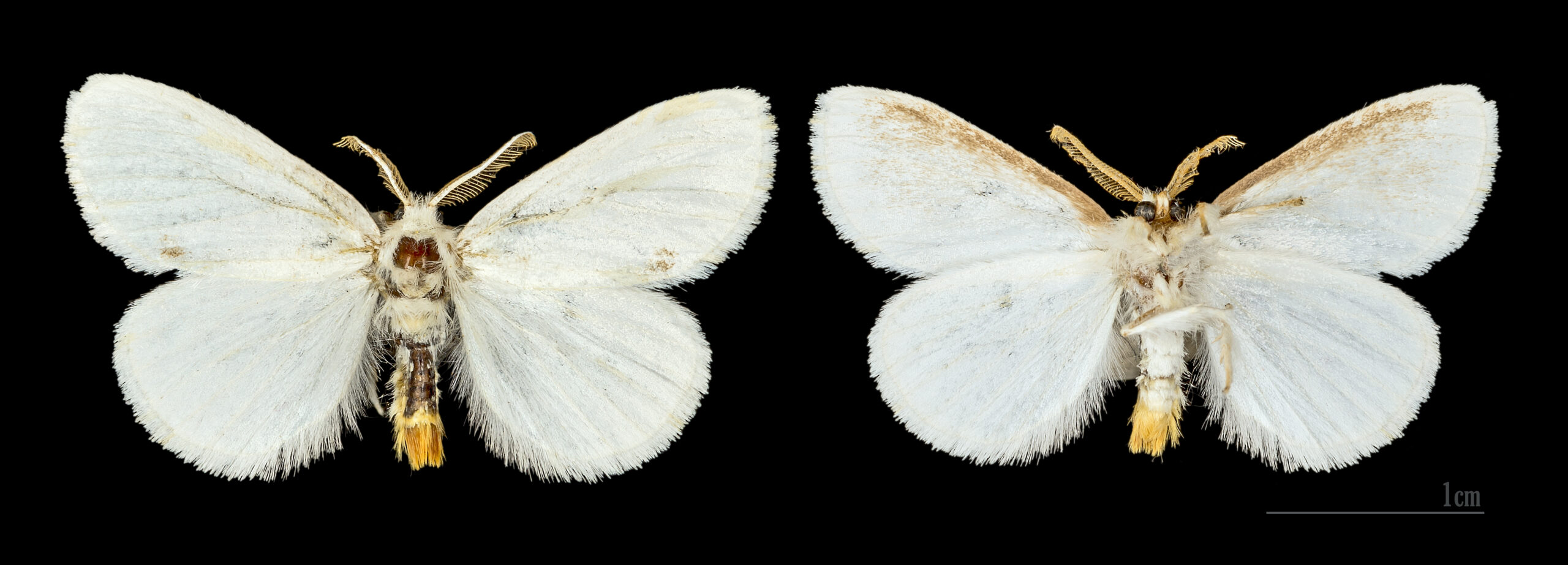 bekyně pižmová (Euproctis similis)