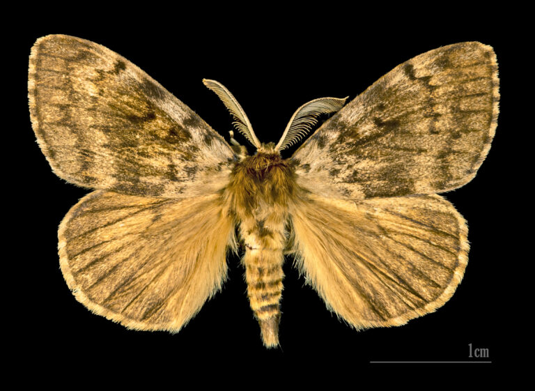bekyně velkohlavá (Lymantria dispar)