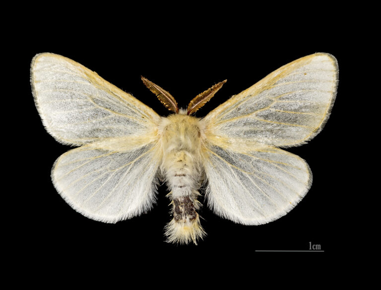 bekyně vrbová (Leucoma salicis)