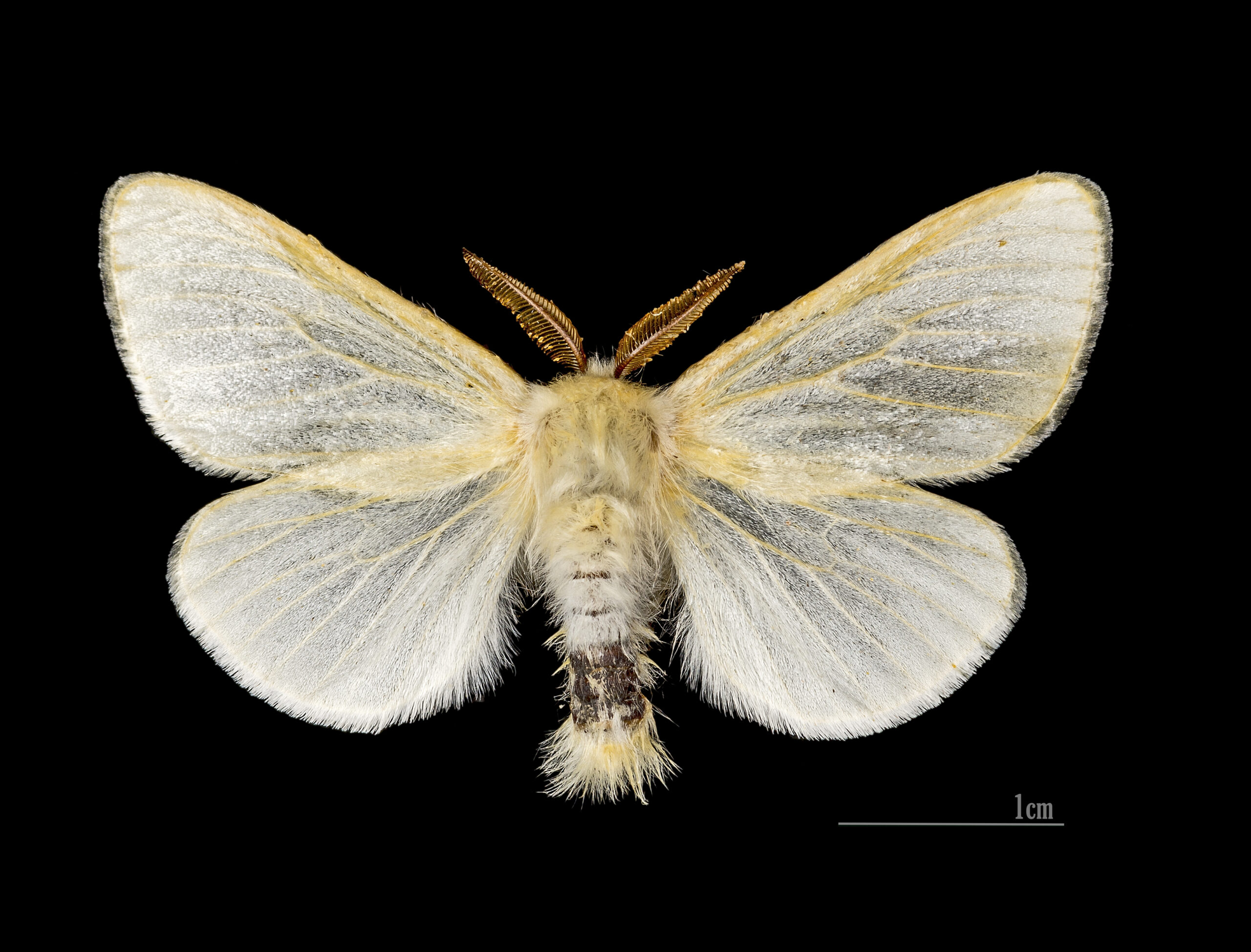 bekyně vrbová (Leucoma salicis)
