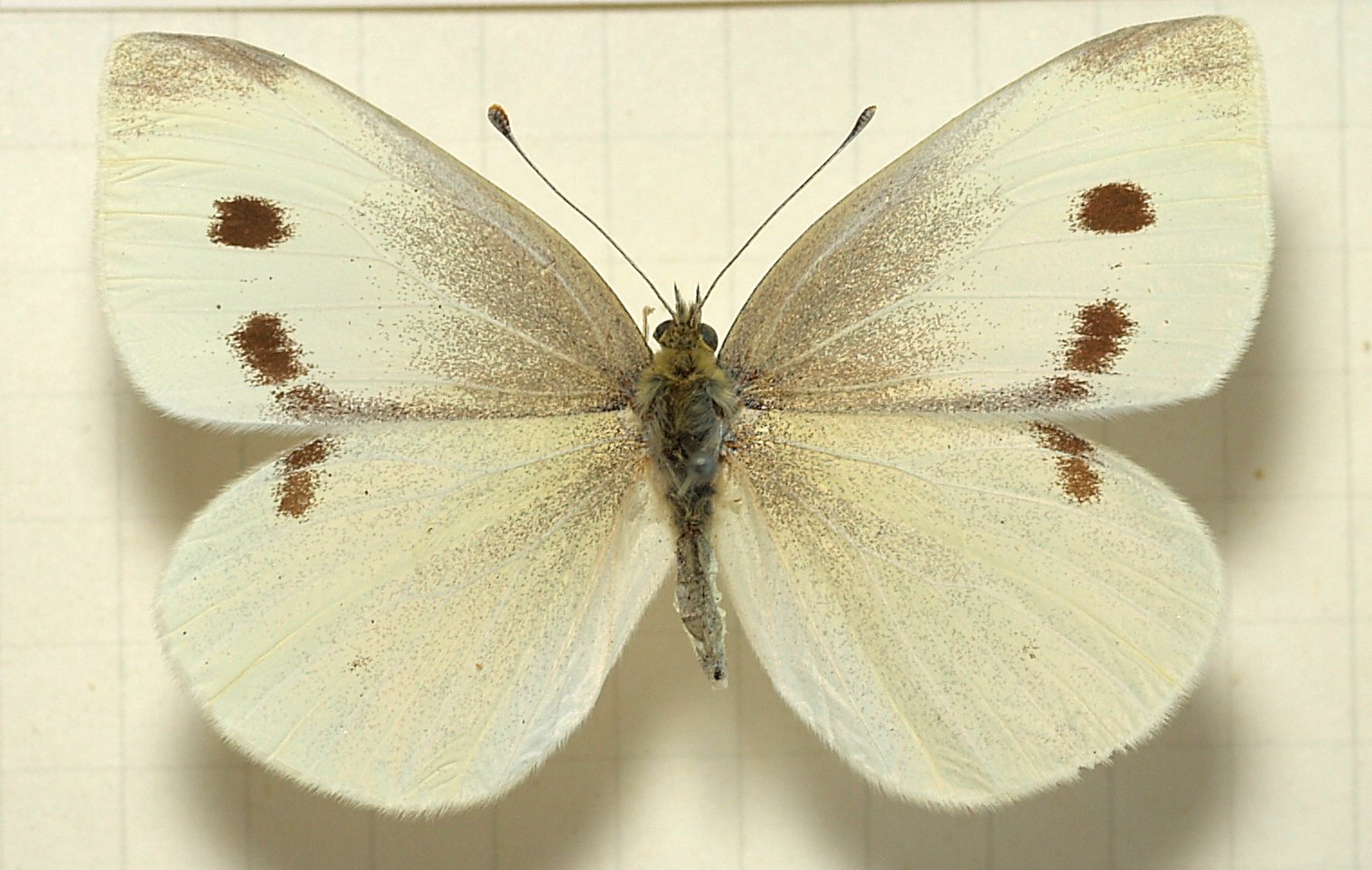 bělásek řepový (Pieris rapae)